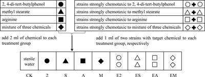 Root exudates and chemotactic strains mediate bacterial community assembly in the rhizosphere soil of Casuarina equisetifolia L